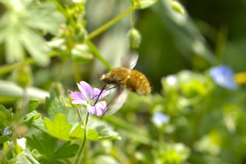Bombyliini